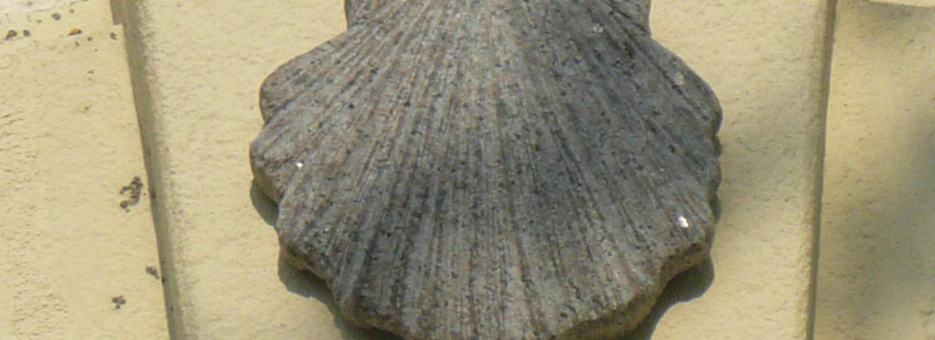 Jakobsmuschel in der Kirche zu Häslabronn